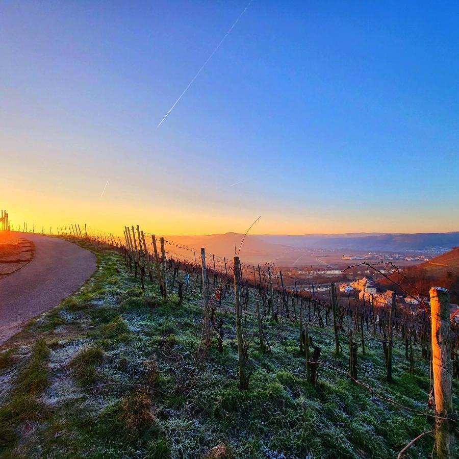 Ferienwohnung An Der Mosel Konz Dış mekan fotoğraf